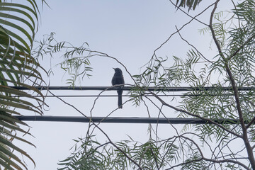 bird on the wire