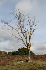 Abgestorbener großer Baum in einer norddeutschen Heidelandschaft - 467415405