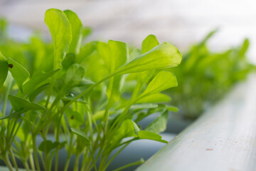 hydroponic garden