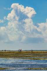 Native african women searching for crabs on low ocean tide in Zanzibar, Tanzania