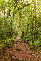 Path in african primary forest (jungle), Kilimanjaro National Park, Tanzania