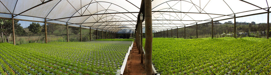 Obraz premium hydroponic garden