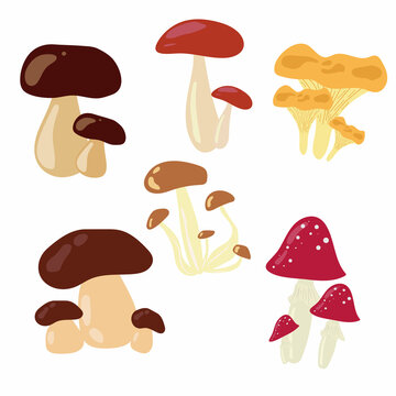A set of mushrooms growing in the forest in summer and autumn. Amanita mushrooms, boletus mushrooms, mushrooms, boletus mushrooms.