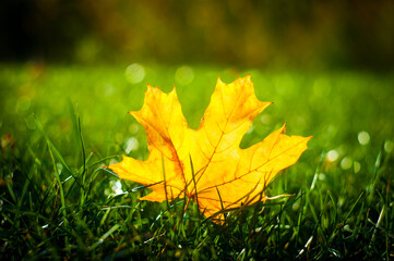 Maple yellow leaf in green grass on an autumn sunny day.