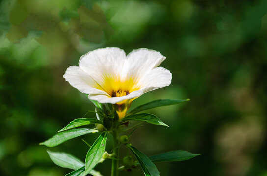 Wild flower - Turnera subulata