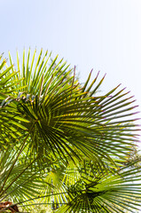 green palm tree leaves in the blue sky