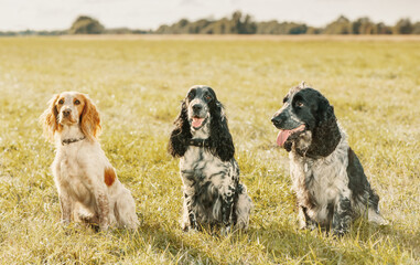 Three dogs are sitting in a field in countryside.