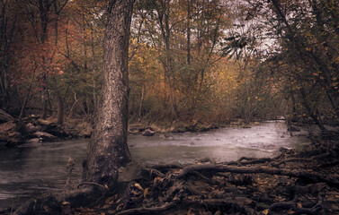 Lifes Roots is skipping rocks and playing hopscotch amongst the root systems along the river bed, made me want to capture the very life it lives