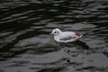 seagull on the water