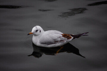black headed gull