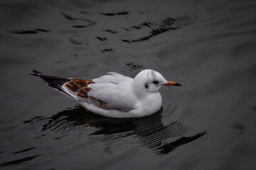 seagull on the beach