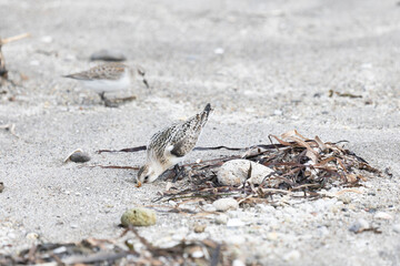 Calidris is looking for insects in the sand among the seaweed. Kunashir Island