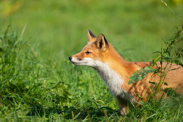 Adult red fox, Kunashir Island