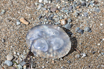Fototapeta na wymiar A large jellyfish lies on the sand
