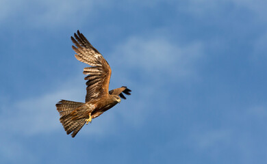 Black kite (Milvus migrans) sits on a dry branch against the sky