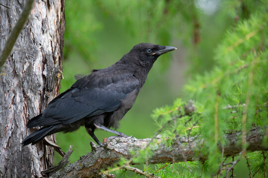 Black crow chick on a larch branch close up