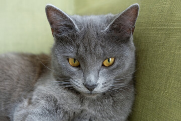 Fototapeta na wymiar The gray cat with yellow eyes lies on a gray background. World Cat Day