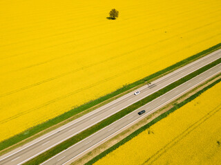 Big highway in rapeseed field. 
