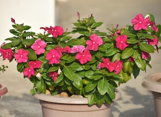 pink periwinkle or graveyard plant