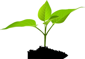 young plant growing from soil