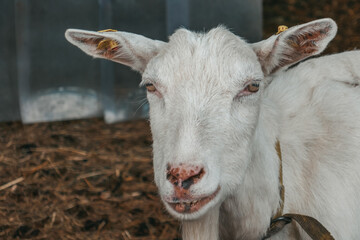 Funny goat on the farm. Goats are smiling, teeth close-up.