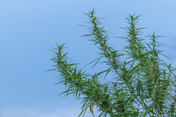 The tops of an unripe cannabis sativa bush