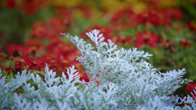 Cineraria maritima silver dust and red flowers. Slow motion. 