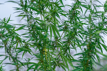 Part of a cannabis sativa bush of green color without focus
