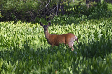Mule Deer Doe in Wetlands at Humboldt National Wildlife Refuge, California