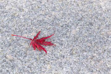 rotes Herbstblatt auf einer Steinplatte