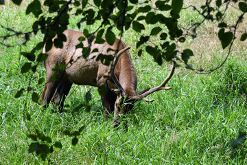 Bull Elk Grazing in a Meadow at Prairie Lake Redwoods National Park, California