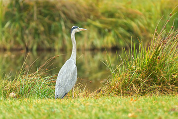 Ardea cinerea, the portrait of the grey heron standing on the shore of a pond. Autumn day.