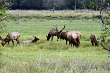 Naklejka na ściany i meble Bull Elk with Harem Near Sisters, Oregon