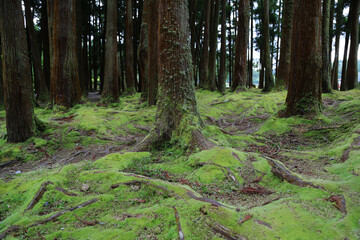 The forest of Grena, Sao Miguel island, Azores