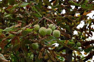 Horse chestnut or Aesculus hippocastanum tree  with  leaves and fruit during autumn, Sofia, Bulgaria  