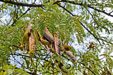 Gleditsia triacanthos tree  with  leaves and fruit during autumn, Sofia, Bulgaria 