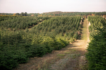 plantacja jodły