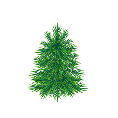 Spruce. Vector illustration isolated on white background.