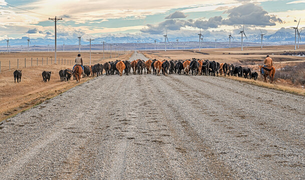 Cattle drive in the Rocky Mountain foothills near Fort Macleod, Alberta, Canada