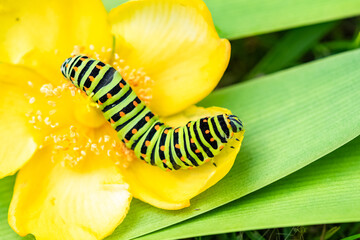 Caterpillar of an old world swallowtail