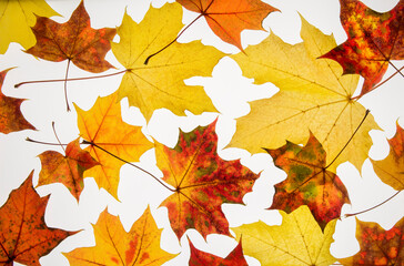 Vibrant, colorful maple leaves illuminated on white background
