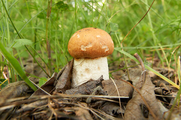 Small boletus in the forest.