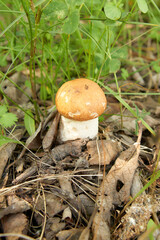 Small boletus in the forest.
