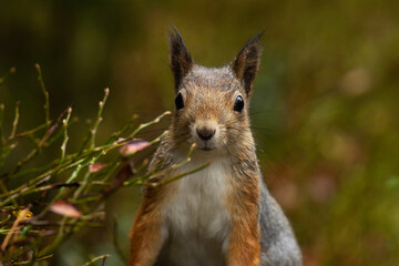 Close-up portrait of a curious Red squirrel, Sciurus vulgaris in Estonian boreal forest.
