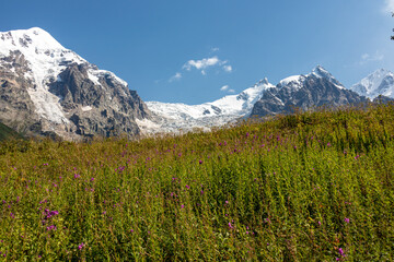 Fototapeta premium Bushes of Rosebay Willowherb blooming in the Greater Caucasus Mountain Range in Georgia, Svaneti Region. There are high,snowcapped peaks in the back.Purple flowers in the wilderness.Idyllic landscape.