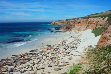 Elephant Seals Hauled Out on East End of San Miguel Island, California