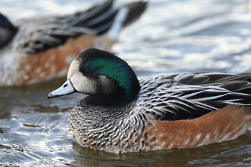A drake Chiloe Wigeon, Mareca sibilatrix, swimming on a pond at Slimbridge wetland wildlife reserve.