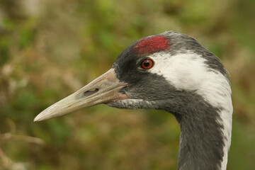 A head shot of a stunning Crane, Grus grus, at Slimbridge wetland wildlife reserve.