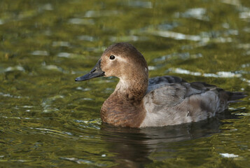 A female Canvasback Duck, Aythya valisineria, swimming on a pond at Slimbridge wetland wildlife reserve.