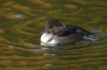 A female Hooded Merganser, Lophodytes cucullatus, swimming on a pond at Slimbridge wetland wildlife reserve.